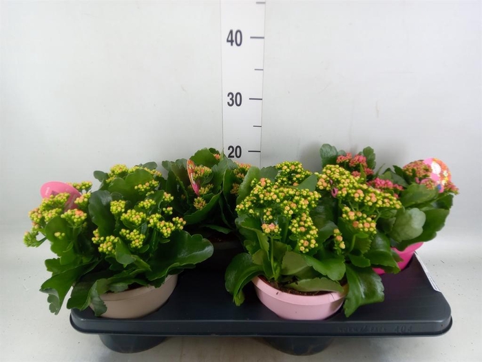 Kalanchoe blos. 'Gardenlina'  ..mix