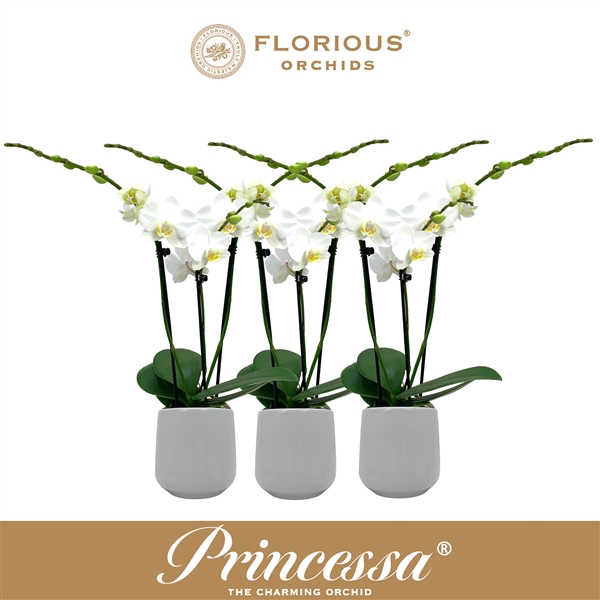 <h4>No9 Phalanopsis 3 Tak Wit+Deco</h4>