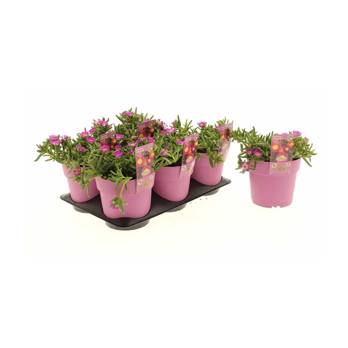 <h4>Delosperma Suntropics Pink</h4>