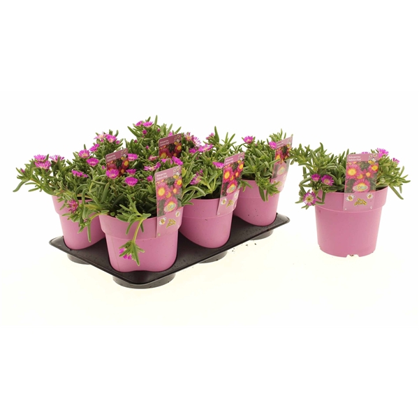 Delosperma Suntropics Pink