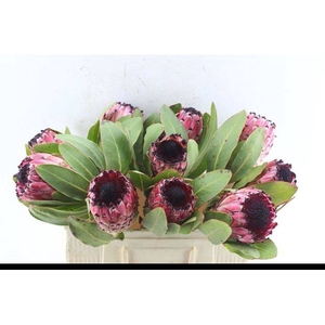 PROTEA M EA MT QUEEN