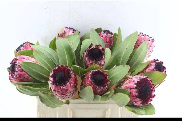 <h4>PROTEA M EA MT QUEEN</h4>