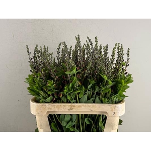 Baptisia Australis Bruin/geel