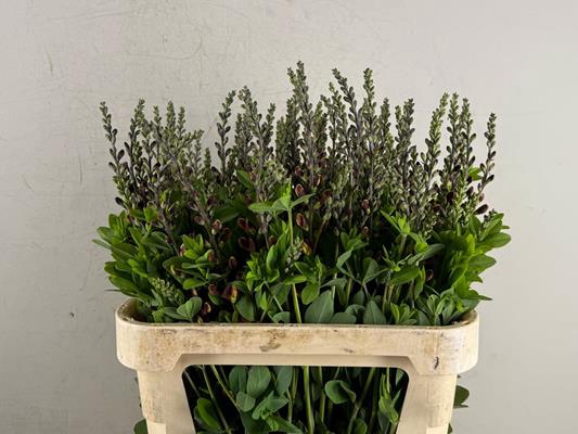 <h4>Baptisia Australis Bruin/geel</h4>