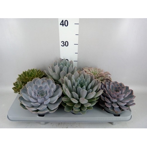 Echeveria   ...mix