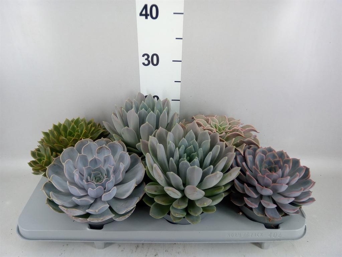 <h4>Echeveria   ...mix</h4>