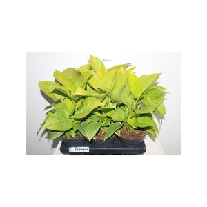 Homalomena Lemon Lime