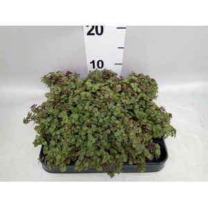 Callisia repens