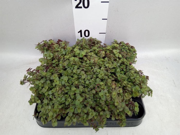 <h4>Callisia repens</h4>