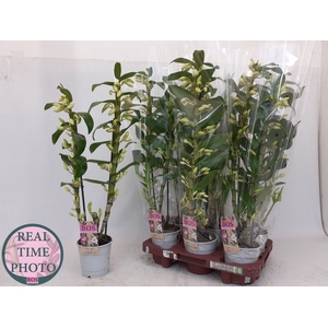 Dendrobium Nobile Apollon 12Ø 55cm 2st 18fl