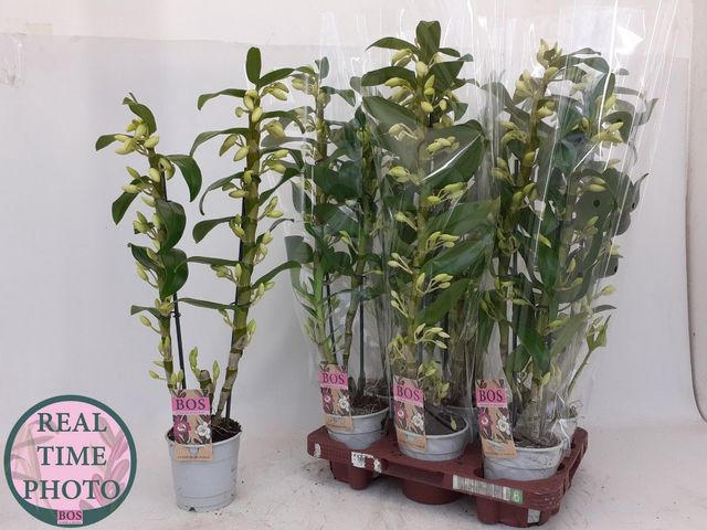 Dendrobium Nobile Apollon 12Ø 55cm 2st 18fl