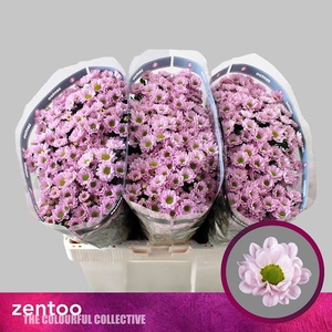 Chr San Rossi Pink Zentoo