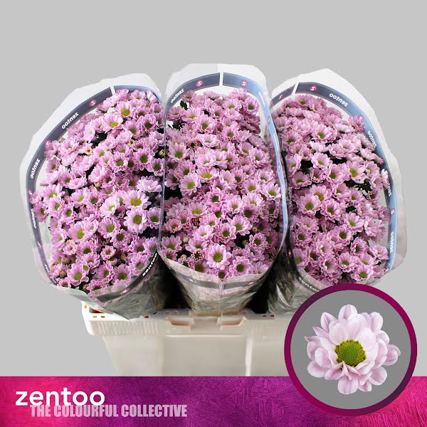 <h4>Chr San Rossi Pink Zentoo</h4>