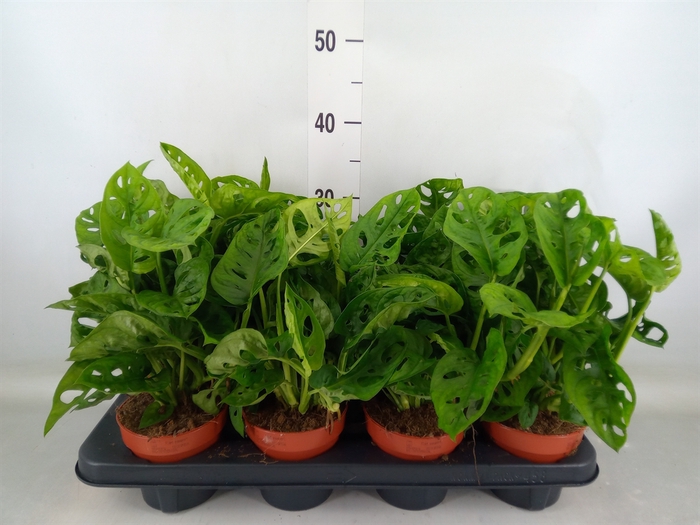 <h4>Monstera obliqua 'Leichtlinii'</h4>