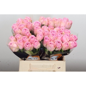 Rosa GR 'Heidi'