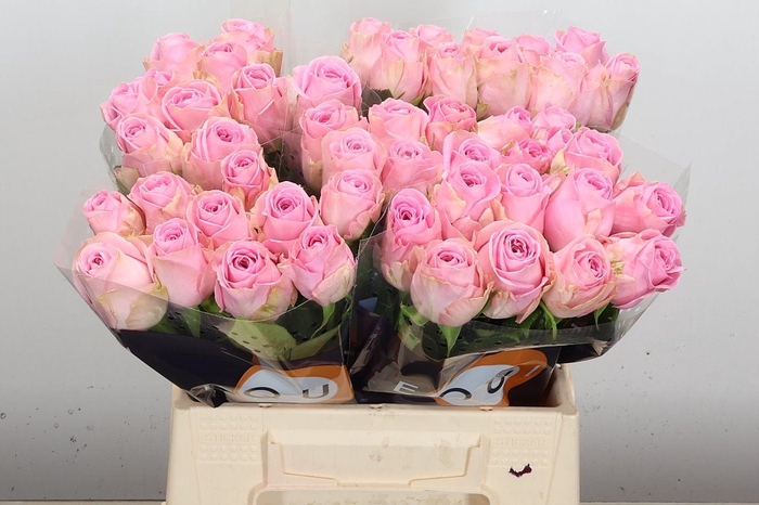 <h4>Rosa GR 'Heidi'</h4>