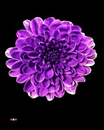 <h4>Chr T Altaj Milka</h4>