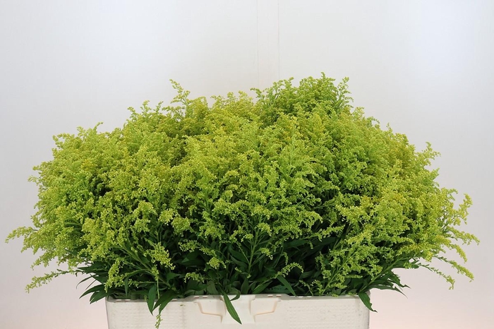 <h4>Solidago Tara Gold Buiten</h4>