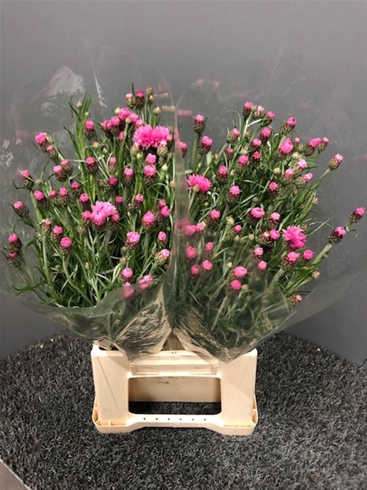 <h4>Centau Pink</h4>