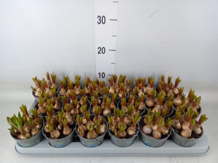 <h4>Muscari  'Mountain Lady'</h4>