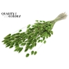 Lagurus Premium per bunch Light Green