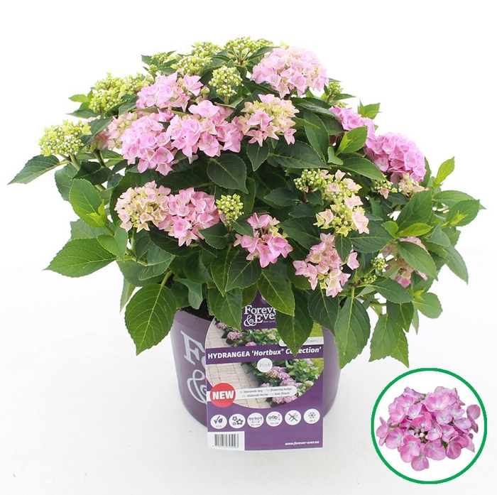 <h4>Hydrangea macr. Forever & Ever® 'HORTBUX'® Roze C5 (23cm.) Kn.</h4>