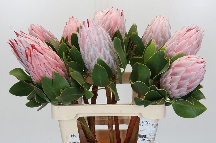 Protea Cynaroides