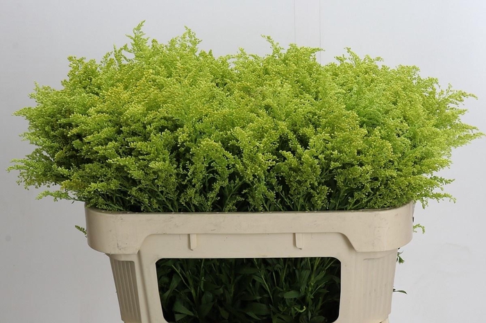 <h4>SOLI BAREIGHT</h4>