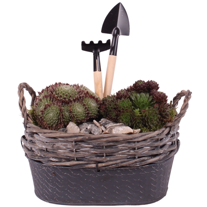 <h4>Opm Semp Arr. Outdoor Willow Basket Oval Zinc</h4>