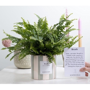 Nephrolepis Green Lady Gift 