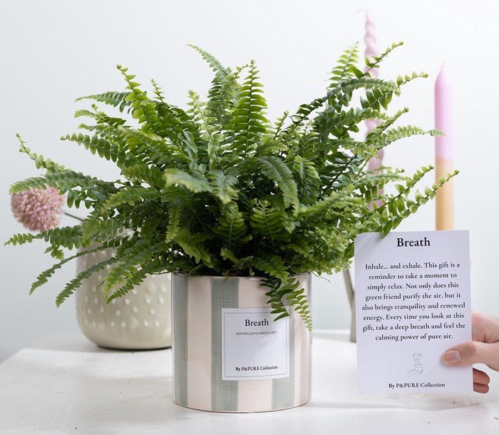 <h4>Nephrolepis Green Lady Gift "Breath" WITH GREETING CARD!!!</h4>