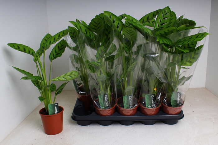 <h4>CALAT LEOPARDINA</h4>