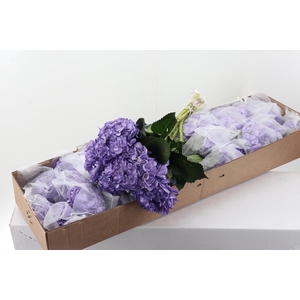 Hydr Violeta Tinted Sel Box