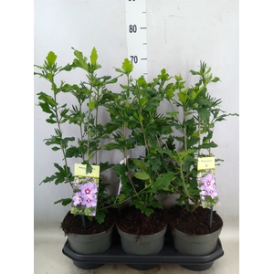 Hibiscus syriacus 'Oiseau Bleu'