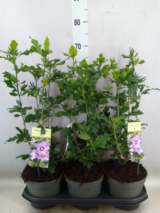 <h4>Hibiscus syriacus 'Oiseau Bleu'</h4>