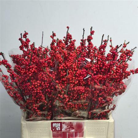 <h4>Ilex Ve Rode Bes Rijns</h4>