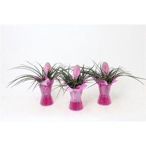 Tillandsia cyanea 'Anita'