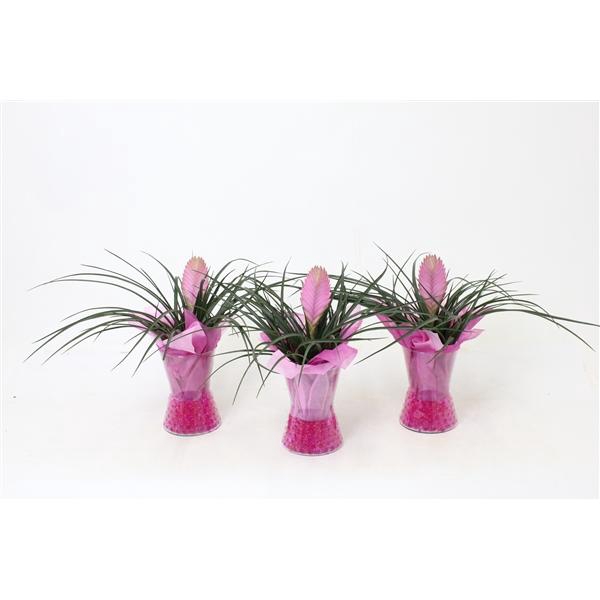 <h4>Tillandsia cyanea 'Anita'</h4>
