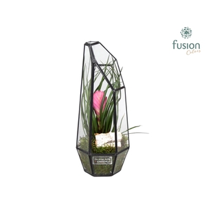 Metalen Geometrisch Lantaarn met Tillandsia