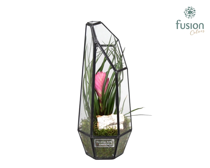 <h4>Metalen Geometrisch Lantaarn met Tillandsia</h4>