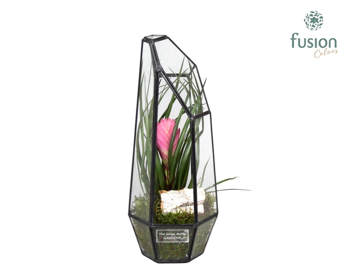<h4>Metalen Geometrisch Lantaarn met Tillandsia</h4>