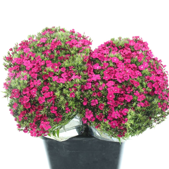 <h4>Di Barb Amazon Cherry Super</h4>