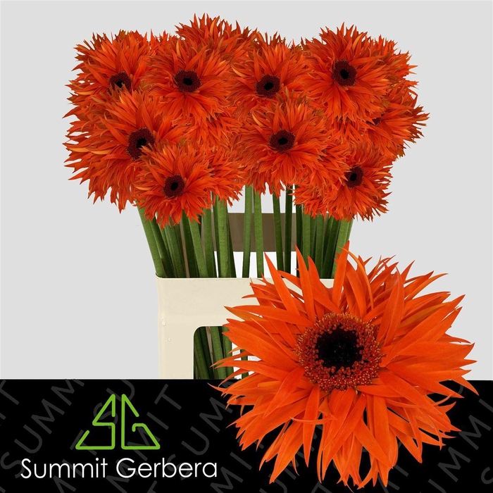 <h4>Ge Gr Spi Orange Springs</h4>