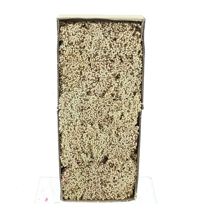 Dried Pepper Berries Bleached White