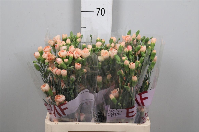 <h4>Di Tr Salada</h4>