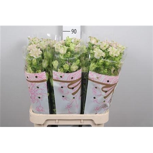Camp M Evergreen Soft Pink