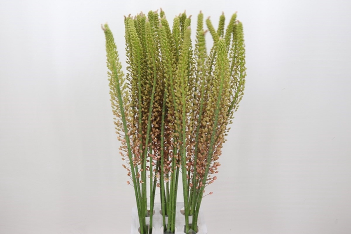 <h4>Eremurus Shelford Pink Star</h4>