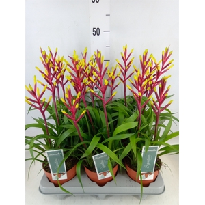 Guzmania  'Misty'