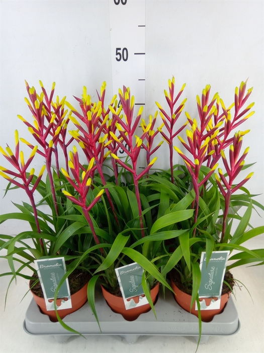 <h4>Guzmania  'Misty'</h4>