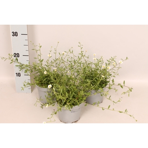 Erigeron karvinskianus Profusion (jong)